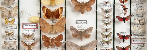 Appels à projets exploratoires