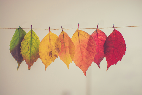 Feuilles automne
